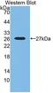 Sorting nexin-18 antibody, LS-C374687, Lifespan Biosciences, Western Blot image 