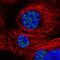 Protein SON antibody, HPA031755, Atlas Antibodies, Immunocytochemistry image 
