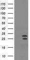 Non-Homologous End Joining Factor 1 antibody, GTX84043, GeneTex, Western Blot image 