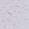 Calpain Small Subunit 2 antibody, HPA076768, Atlas Antibodies, Immunohistochemistry frozen image 