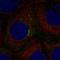 Heart Development Protein With EGF Like Domains 1 antibody, HPA010952, Atlas Antibodies, Immunofluorescence image 
