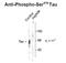 Microtubule Associated Protein Tau antibody, 50-270, ProSci, Western Blot image 