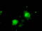 DNA excision repair protein ERCC-1 antibody, LS-C115213, Lifespan Biosciences, Immunofluorescence image 
