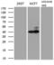 GATA Binding Protein 3 antibody, TA809094, Origene, Western Blot image 