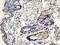 APOC3 antibody, orb256341, Biorbyt, Immunohistochemistry paraffin image 