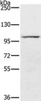 Phosphodiesterase 5A antibody, PA5-50727, Invitrogen Antibodies, Western Blot image 