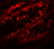 Periphilin 1 antibody, 6687, ProSci, Immunofluorescence image 