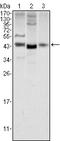 Wnt Family Member 1 antibody, STJ98451, St John