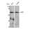 ETS2 Repressor Factor antibody, STJ92983, St John