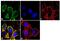 Cadherin 11 antibody, 71-7600, Invitrogen Antibodies, Immunofluorescence image 