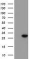Bridging Integrator 3 antibody, TA501912, Origene, Western Blot image 