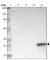 Glutathione S-transferase A3 antibody, HPA004342, Atlas Antibodies, Western Blot image 
