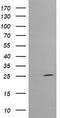 UMP/CMPK antibody, TA505410BM, Origene, Western Blot image 