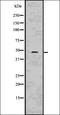Protein Wnt-10a antibody, orb336653, Biorbyt, Western Blot image 