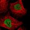 Nuclear RNA Export Factor 3 antibody, HPA046757, Atlas Antibodies, Immunofluorescence image 