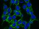 TNF Superfamily Member 9 antibody, 50067-R014, Sino Biological, Immunofluorescence image 