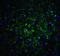 Oligodendrocyte Transcription Factor 2 antibody, 7743, ProSci, Immunofluorescence image 