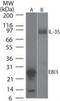 Epstein-Barr Virus Induced 3 antibody, TA336880, Origene, Western Blot image 