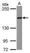 Centrosomin antibody, GTX118895, GeneTex, Western Blot image 