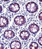 Dual 3 ,5 -cyclic-AMP and -GMP phosphodiesterase 11A antibody, abx027733, Abbexa, Immunohistochemistry paraffin image 