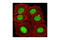 JunB Proto-Oncogene, AP-1 Transcription Factor Subunit antibody, 3753S, Cell Signaling Technology, Immunocytochemistry image 
