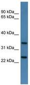 Chloride Nucleotide-Sensitive Channel 1A antibody, TA340007, Origene, Western Blot image 