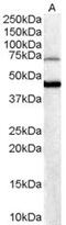 Forkhead Box G1 antibody, 45-053, ProSci, Western Blot image 