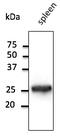 RAB5A, Member RAS Oncogene Family antibody, AB1024-200, Origene, Western Blot image 