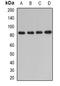 Dipeptidyl Peptidase 3 antibody, orb341228, Biorbyt, Western Blot image 