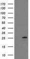 Chromosome 1 Open Reading Frame 50 antibody, MA5-25546, Invitrogen Antibodies, Western Blot image 