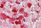 Cytochrome C Oxidase Subunit 7A2 antibody, MBS248881, MyBioSource, Immunohistochemistry frozen image 