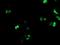 Protein CBFA2T1 antibody, NBP2-02023, Novus Biologicals, Immunocytochemistry image 