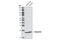 Synuclein Alpha antibody, 4179T, Cell Signaling Technology, Western Blot image 