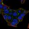 Plakophilin-4 antibody, NBP2-55977, Novus Biologicals, Immunofluorescence image 