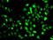 X-Linked Inhibitor Of Apoptosis antibody, GTX33586, GeneTex, Immunocytochemistry image 