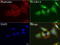High affinity immunoglobulin gamma Fc receptor I antibody, LS-C796743, Lifespan Biosciences, Immunofluorescence image 