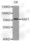 Raf-1 Proto-Oncogene, Serine/Threonine Kinase antibody, A5788, ABclonal Technology, Western Blot image 