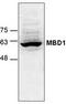 mBD-1 antibody, TA318897, Origene, Western Blot image 