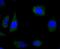 Wnt Family Member 5A antibody, NBP2-75714, Novus Biologicals, Immunofluorescence image 