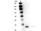 Papain antibody, NBP2-44229, Novus Biologicals, Western Blot image 