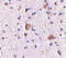 Regulating synaptic membrane exocytosis protein 2 antibody, LS-C53302, Lifespan Biosciences, Immunohistochemistry frozen image 