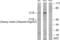 Complement C1s antibody, GTX86953, GeneTex, Western Blot image 