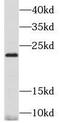 Matrix Metallopeptidase 26 antibody, FNab05242, FineTest, Western Blot image 