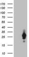 CSF2 antibody, TA807989S, Origene, Western Blot image 