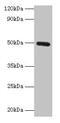 C-Type Lectin Domain Family 18 Member A antibody, CSB-PA005521LA01HU, Cusabio, Western Blot image 