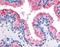 Protein Wnt-8a antibody, orb86320, Biorbyt, Immunohistochemistry paraffin image 