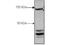 CCCTC-Binding Factor antibody, TA319396, Origene, Western Blot image 