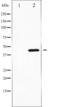 Histone Deacetylase 3 antibody, TA325513, Origene, Western Blot image 