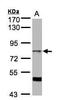 A-Kinase Anchoring Protein 17A antibody, GTX102065, GeneTex, Western Blot image 