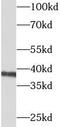 Branched Chain Amino Acid Transaminase 2 antibody, FNab00831, FineTest, Western Blot image 